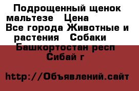 Подрощенный щенок мальтезе › Цена ­ 15 000 - Все города Животные и растения » Собаки   . Башкортостан респ.,Сибай г.